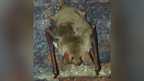 A greater mouse-eared bat