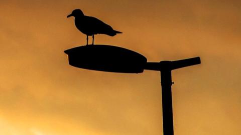 A bird standing on a street light