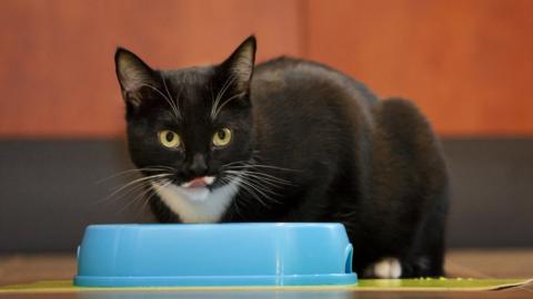 Black and white cat