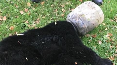 Buckethead the bear cub with a plastic container on its head in McHenry, Maryland, US on 13 October 2018