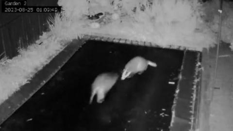 Badgers on a trampoline