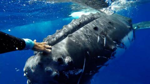 Nan Hauser and a humpback whale