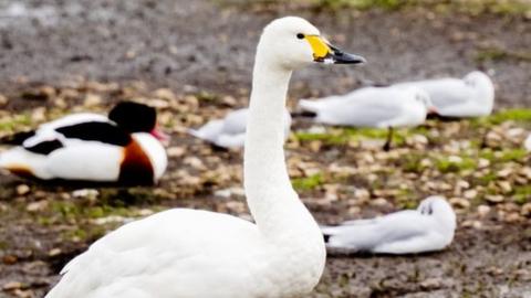 Swans at Slimbridge