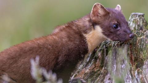 Pine Marten