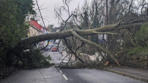 Tree down in Comber, County Down