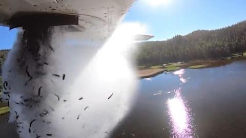 Fish being dropped from a plane