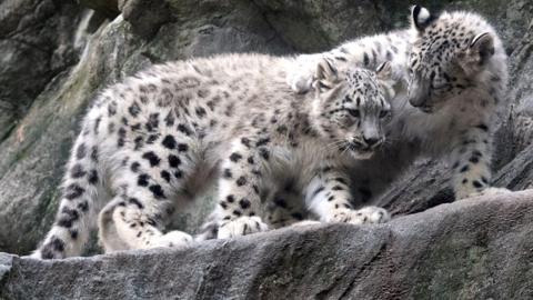 Snow leopards at Bronx Zoo.