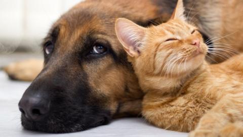 Dog and cat