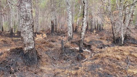 Trees damaged by fire in Cairngorms