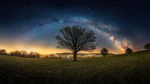 Tree at night