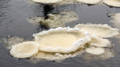 Ice pancakes on the River Swale