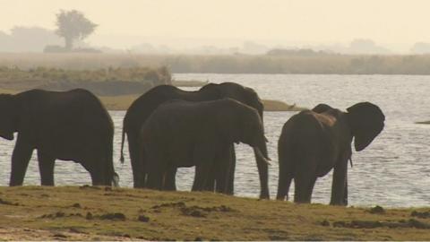 Elephants