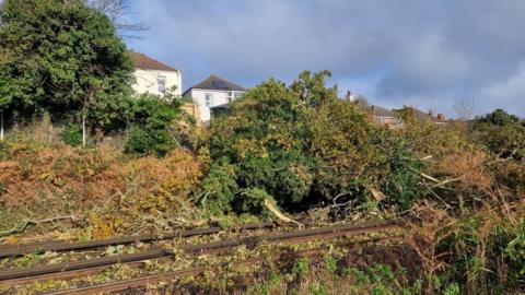 Tree on line at Pokesdown