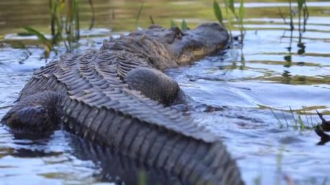 Alligator in lake