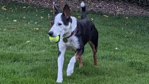 A black and white dog carrying a tennis ball in its mouth