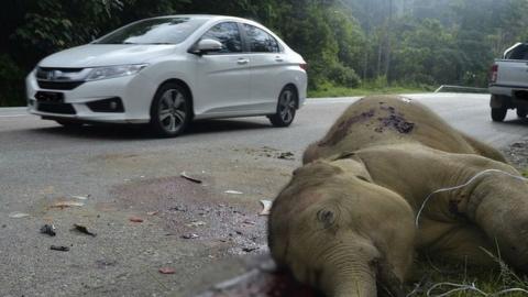 The baby elephant lies dead on a Malaysian highway