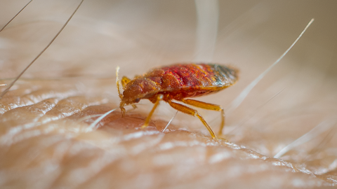 Bedbug on human skin