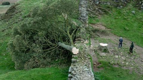 Sycamore Gap tree felled