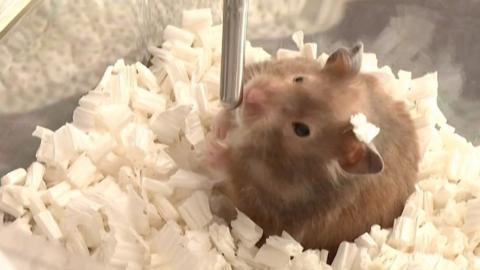 Hamster