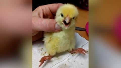 Chick being held by a person