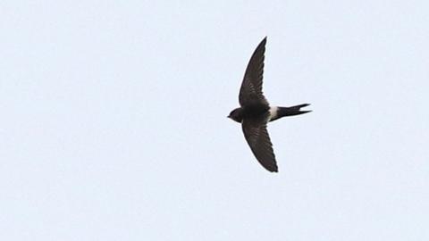 White Rumped Swift