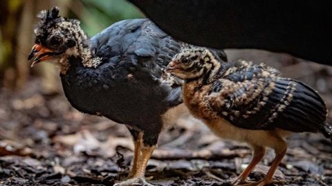 Red-billed curassow chicks