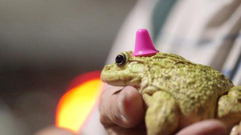 Frog with a hat