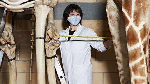 A curator checks the distancing between two exhibits at the Natural History Museum