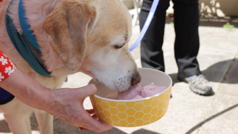 hot dog eating ice cream