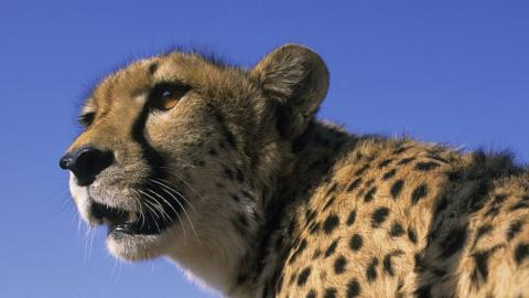 Cheetah from Namibia