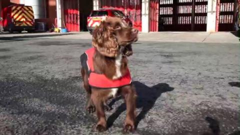 Meet Reggie, the Northern Ireland Fire and Rescue Service's newest member.