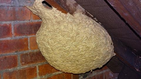 A huge wasp nest in Nigel Trafford's attic
