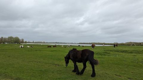 TUESDAY - Port Meadow