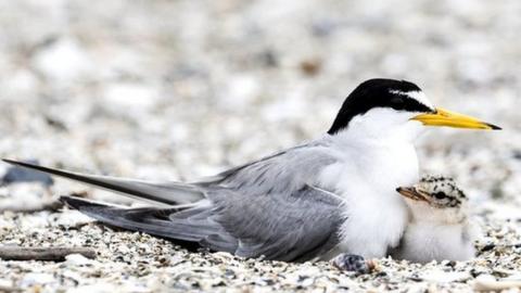 little terns