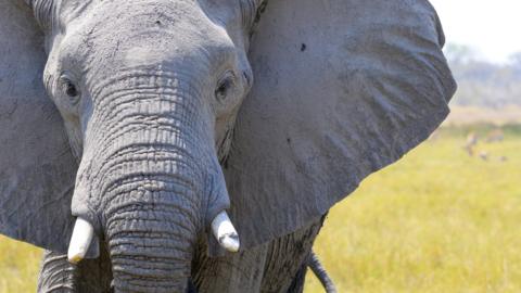 Elephant close up