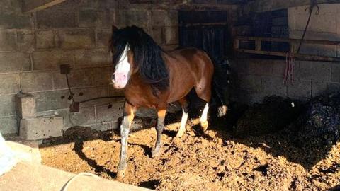 A horse in a stable