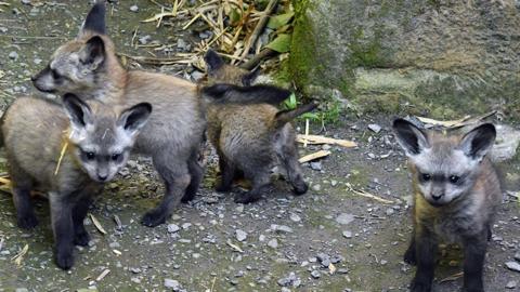 Bat-eared fox cubs