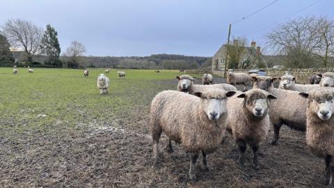 Weather Watcher Wiff managed to get these sheep to pose for a photo near Woodstock in Oxfordshire