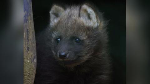 A maned wolf pup at Exmoor Zoo
