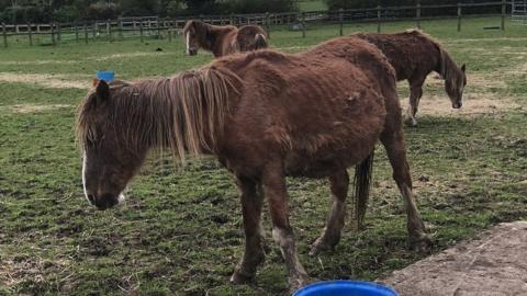 Ponies in a field