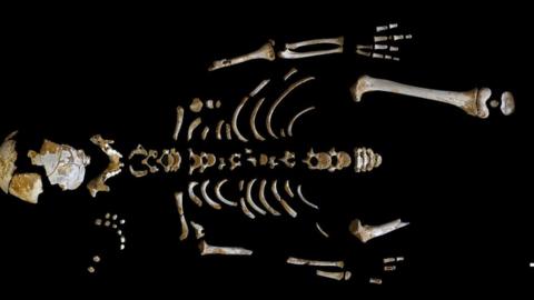 Skeleton of the Neanderthal boy recovered from the El Sidron cave (Asturias, Spain).