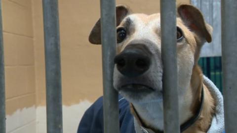 Dog with nose poking through bars of kennel