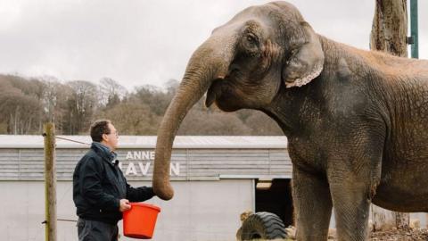 A man feeding an elephant