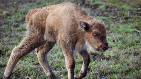 Calf born in Blean Woods conservation project