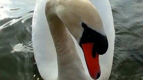 'Mr Swan'