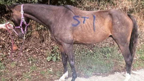 Horse pictured at Family Nest Equine Therapy