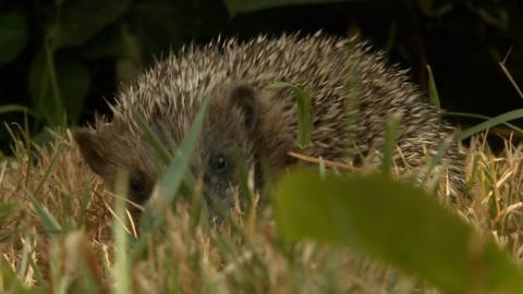 Hedgehog