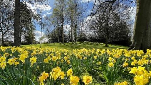 A view of trees, with daffodils in the foreground, at Sheffield Botanical Gardens
