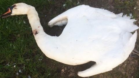 Swan killed in North Yorkshire