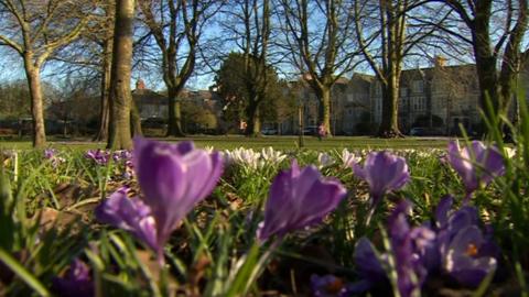 Purple flowers in the sun